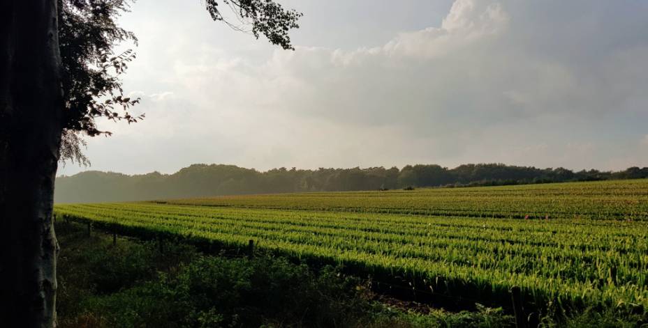 Huurprijs buiten de randstad